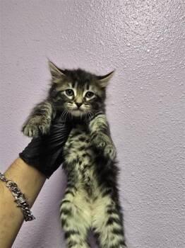Domestic Medium Hair Cats Available for Adoption in El Paso, Texas - 60934619 | PetCurious