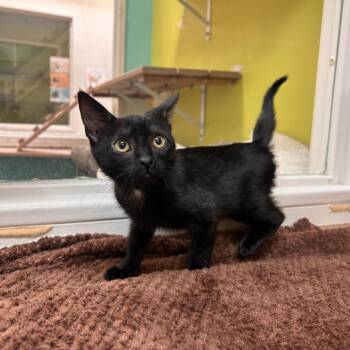 Bodhi -  Domestic Short Hair Cat for Adoption in Fresno, California - Bodhi | PetCurious