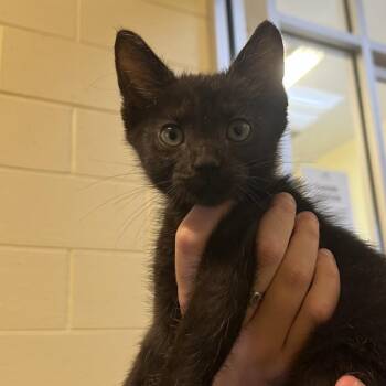 Coal -  Domestic Short Hair Cat for Adoption - Coal | PetCurious