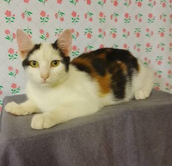 Flo 706 -  Domestic Short Hair Cat for Adoption - Flo 706 | PetCurious