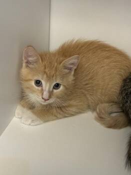 Pepe -  Domestic Short Hair Cat for Adoption in Salt Lake City, Utah - Pepe | PetCurious