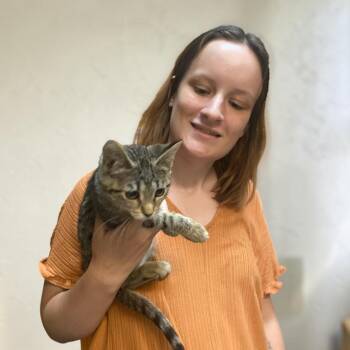Sherri Hill -  Domestic Short Hair Cat for Adoption in Elyria, Ohio - Sherri Hill | PetCurious