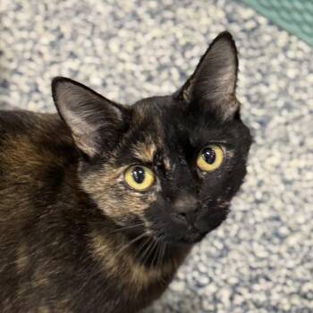 Lindsay -  Domestic Short Hair Cat for Adoption in Golden, Colorado - Lindsay | PetCurious