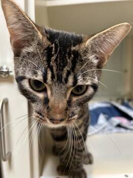 Cheeto -  Domestic Short Hair Cat for Adoption in Hamilton, Montana - Cheeto | PetCurious
