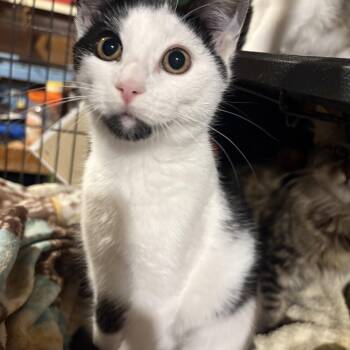 Rescue Domestic Short Hair Cats for Adoption in Fredericton, New Brunswick - Adelaide | PetCurious