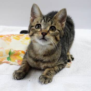 Rescue Domestic Short Hair Cats for Adoption in Canton, Illinois - Jude | PetCurious
