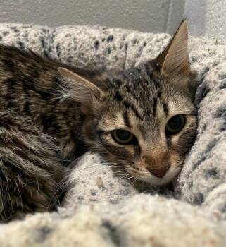 Domestic Long Hair Cats Available for Adoption in Jackson, Michigan - Kazoo | PetCurious