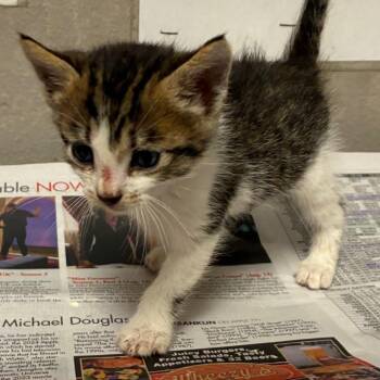 Domestic Short Hair Cats Available for Adoption in Yuma, Arizona - Oliver | PetCurious