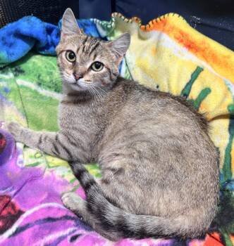 Ginnie -  Domestic Short Hair Cat for Adoption in San Luis Obispo, California - Ginnie | PetCurious