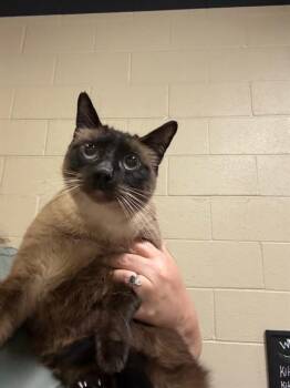 A614403 -  Domestic Short Hair Cat for Adoption in Modesto, California - A614403 | PetCurious