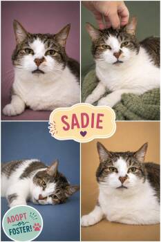 Sadie (FCID# 02/20/2017 - 26 Trainer) -  Tabby Cat for Adoption in Greenville, Delaware - Sadie (FCID# 02/20/2017 - 26 Trainer) | PetCurious