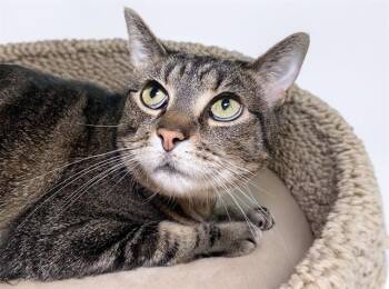 Domestic Short Hair Cats Available for Adoption in Fort Lauderdale, Florida - FUTABA | PetCurious