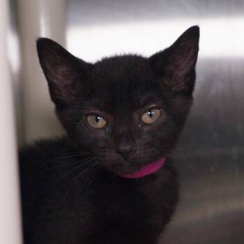 Bellatrix -  Domestic Short Hair Cat for Adoption in Seattle, Washington - Bellatrix | PetCurious
