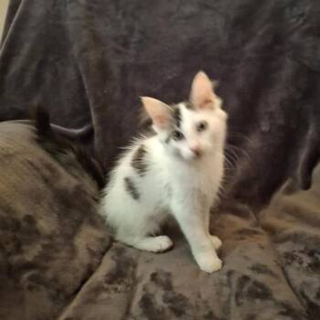 Encore -  Domestic Short Hair Cat for Adoption in Rocky Mount, Virginia - Encore | PetCurious