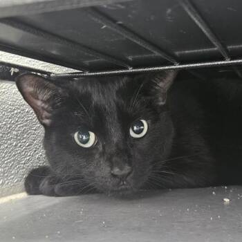 Noc -  Domestic Short Hair Cat for Adoption in Lakewood, Colorado - Noc | PetCurious