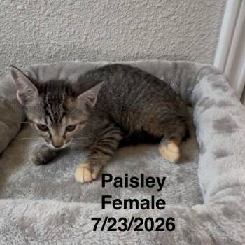 Paisley -  Domestic Short Hair Cat for Adoption in League City, Texas - Paisley | PetCurious