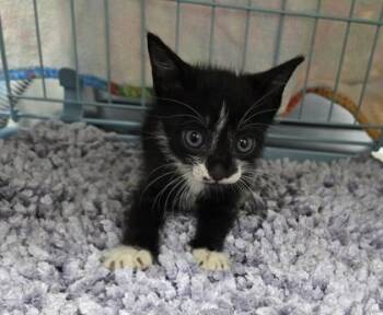 Rizzo -  Domestic Short Hair Cat for Adoption in Gainesville, Florida - Rizzo | PetCurious