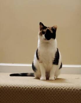 Domestic Short Hair Cats Available for Adoption in Nashville, Tennessee - Zoe | PetCurious