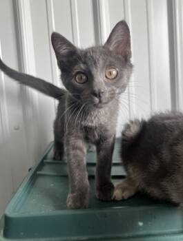 Rescue Domestic Short Hair Cats for Adoption in Hartford City, Indiana - Jasper | PetCurious