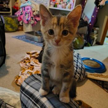 Sunshine Cappuccino -  Domestic Short Hair Cat for Adoption in Columbia, Missouri - Sunshine Cappuccino | PetCurious