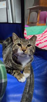 Domestic Short Hair Cats Available for Adoption in Bellmawr, New Jersey - Lilo  | PetCurious