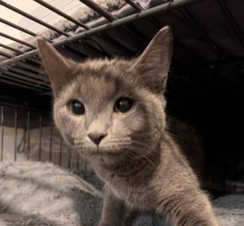 Dove -  Domestic Short Hair Cat for Adoption in Hamilton, Ontario - Dove | PetCurious