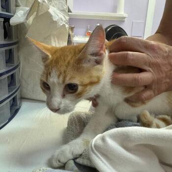 Tabasco -  Domestic Short Hair Cat for Adoption in Blairsville, Georgia - Tabasco | PetCurious