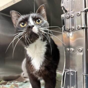 Rescue Domestic Short Hair Cats for Adoption in Dallas, Texas - Cooper | PetCurious