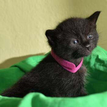 Hedy Lamarr -  Domestic Short Hair Cat for Adoption in Portland, Oregon - Hedy Lamarr | PetCurious