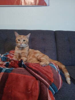 Rescue Domestic Short Hair Cats for Adoption in Battle Ground, Washington - Nelson | PetCurious