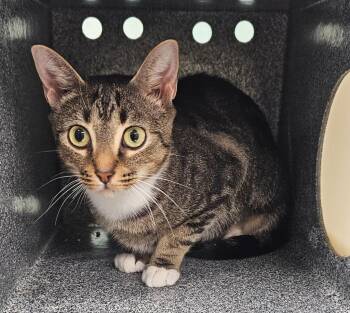 Luna -  Domestic Short Hair Cat for Adoption in Athens, Tennessee - Luna | PetCurious