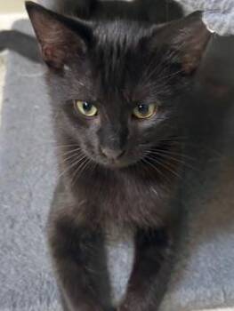 Pepper -  Domestic Short Hair Cat for Adoption in Belmont, North Carolina - Pepper | PetCurious