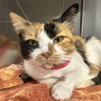 Domestic Short Hair Cats Available for Adoption - Birdie | PetCurious