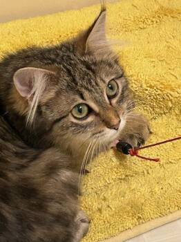 Domestic Medium Hair Cats Available for Adoption - Stein | PetCurious
