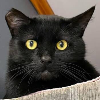 Johnny -  Domestic Short Hair Cat for Adoption in Crystal Lake, Illinois - Johnny | PetCurious