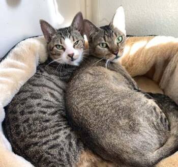 Rescue Domestic Short Hair Cats for Adoption in Tiburon, California - Casey And Holly | PetCurious
