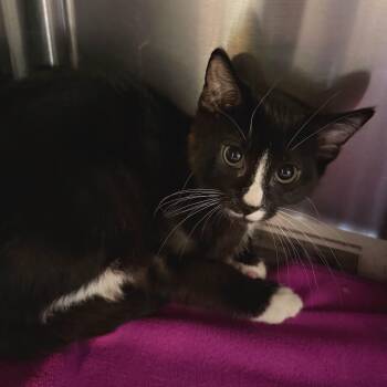 Cafe Bustelo -  Domestic Short Hair Cat for Adoption in Belleville, Illinois - Cafe Bustelo | PetCurious