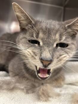 Rescue Domestic Short Hair Cats for Adoption in Batavia, Ohio - Sosa | PetCurious