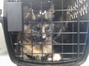 Domestic Short Hair Cats Available for Adoption in Oklahoma City, Oklahoma - A475147 | PetCurious