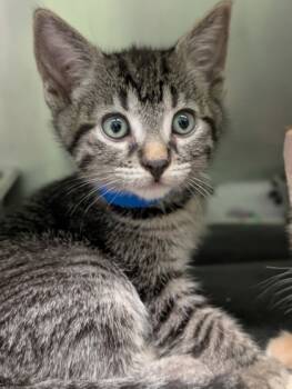 Rescue Domestic Short Hair Cats for Adoption in Yakima, Washington - Jax | PetCurious