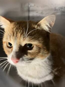 Domestic Short Hair Cats Available for Adoption - MACACHE | PetCurious