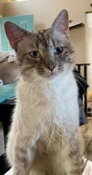 Siamese Cats Available for Adoption in Anchorage, Alaska - Lynx | PetCurious