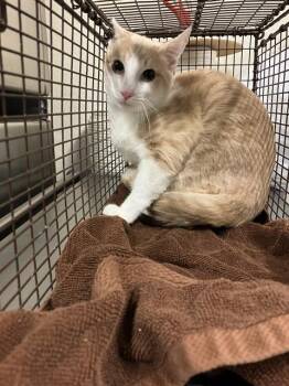 MILKSHAKE -  Domestic Short Hair Cat for Adoption in Long Beach, California - MILKSHAKE | PetCurious