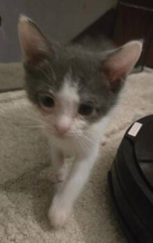 Storm -  Domestic Short Hair Cat for Adoption in Cleveland, Ohio - Storm | PetCurious