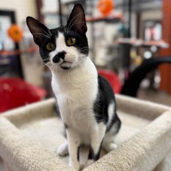 Milo (Squirt) -  Domestic Short Hair Cat for Adoption in Sarasota, Florida - Milo (Squirt) | PetCurious