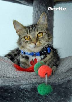 Domestic Medium Hair Cats Available for Adoption in Los Angeles, California - Gertie | PetCurious