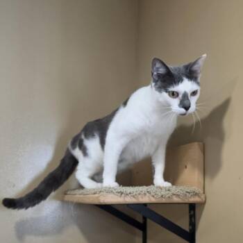 April -  Domestic Short Hair Cat for Adoption in Tipton, Indiana - April | PetCurious