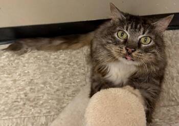 Bailey -  Domestic Long Hair Cat for Adoption in Herndon, Virginia - Bailey | PetCurious