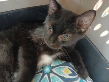 Rescue American Shorthair Cats for Adoption in Muncie, Indiana - Curly Q | PetCurious