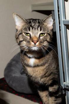 Felix -  Domestic Short Hair Cat for Adoption in Longmont, Colorado - Felix | PetCurious